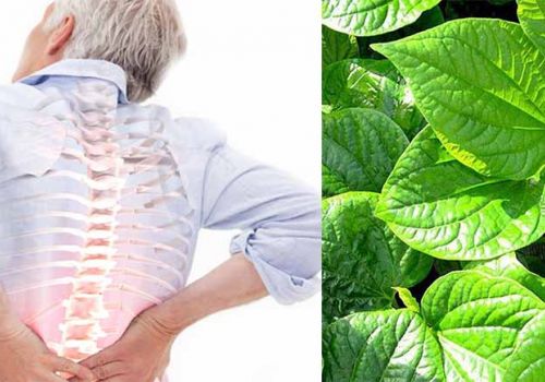 MẸO CHỮA ĐAU NHỨC XƯƠNG KHỚP TỪ CÂY LÁ LỐT