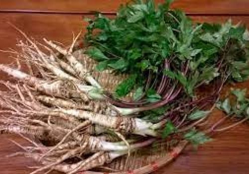 Đương quy – Dược liệu trị đau nhức xương khớp, thiếu máu