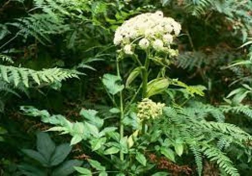 Độc hoạt: Vị thuốc trị đau xương khớp