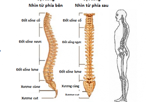 NHỮNG BÍ MẬT THÚ VỊ CỦA 12 ĐỐT SỐNG NGỰC 