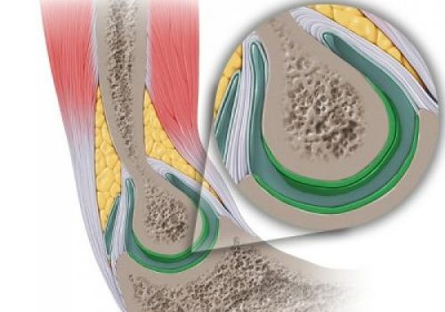 Sụn xương: Mô liên kết đặc biệt của cơ thể