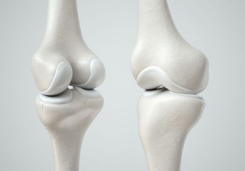 Sụn xương có tác dụng gì?