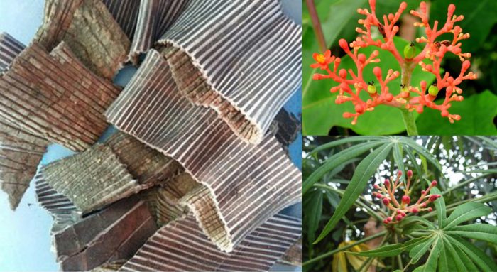 tac-dung-cua-do-trong-va-cach-dung-do-trong-chua-benh-co-tot-khong-700x383