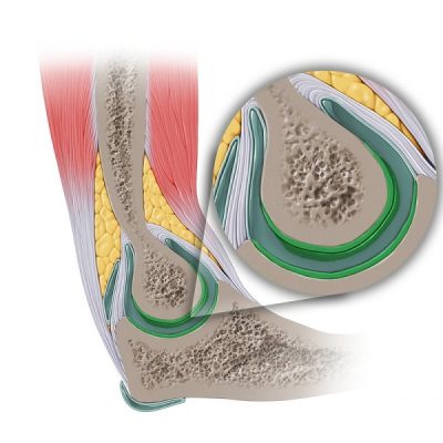 Cấu-tạo-sụn-khớp-400x400