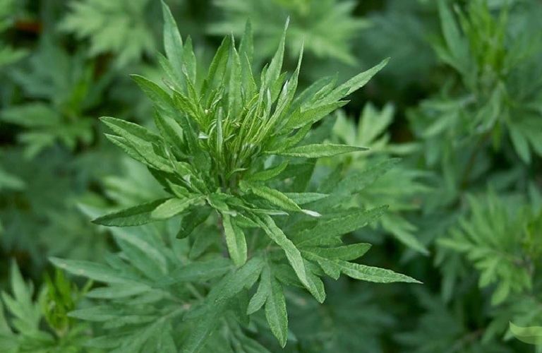 chua-dau-xuong-khop-bang-ngai-cuu-1-1